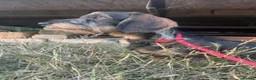 Dachshund dogs for sale: ✨2 boys. Health tested KC standard dachshunds✨  - Advert 23