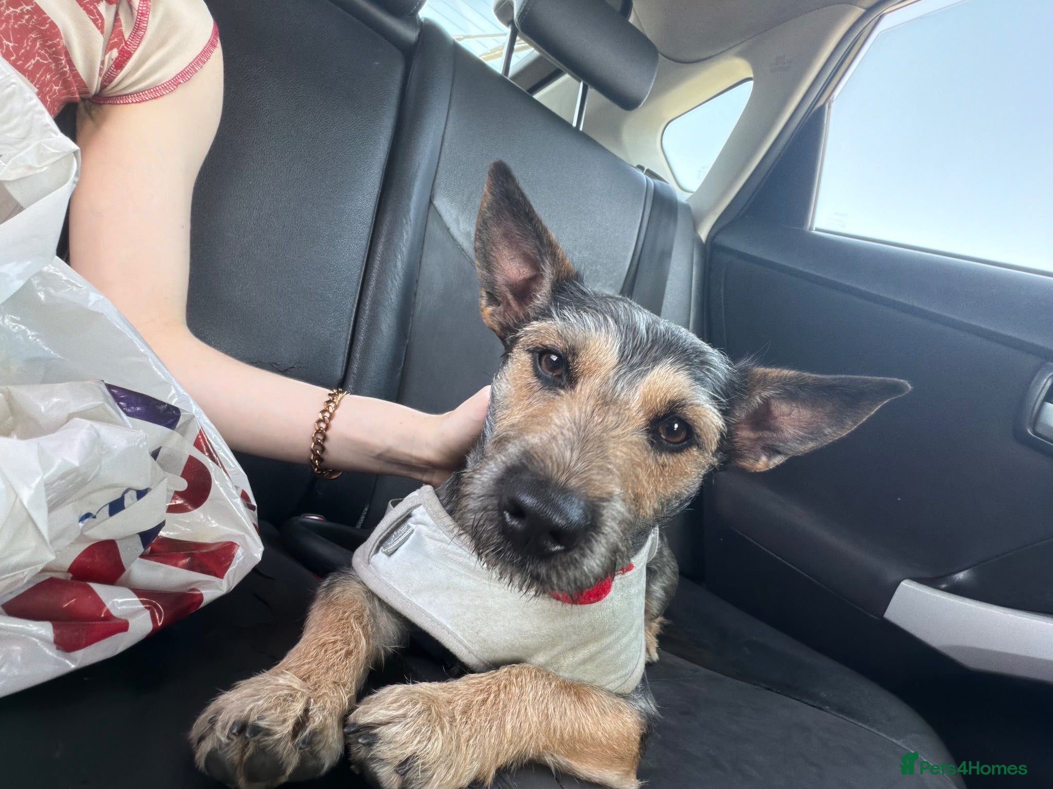 Mixed Breed dogs Lovely mixed breed rehome CHARLIE - Advert 6