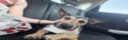 Mixed Breed dogs for sale: Lovely mixed breed rehome CHARLIE - Advert 1