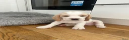 Beagle dogs for sale: Exceptional Breed Beagle Puppies in South Ockendon - Advert 6
