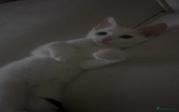 American Shorthair cats for sale: Prince  - Image 2