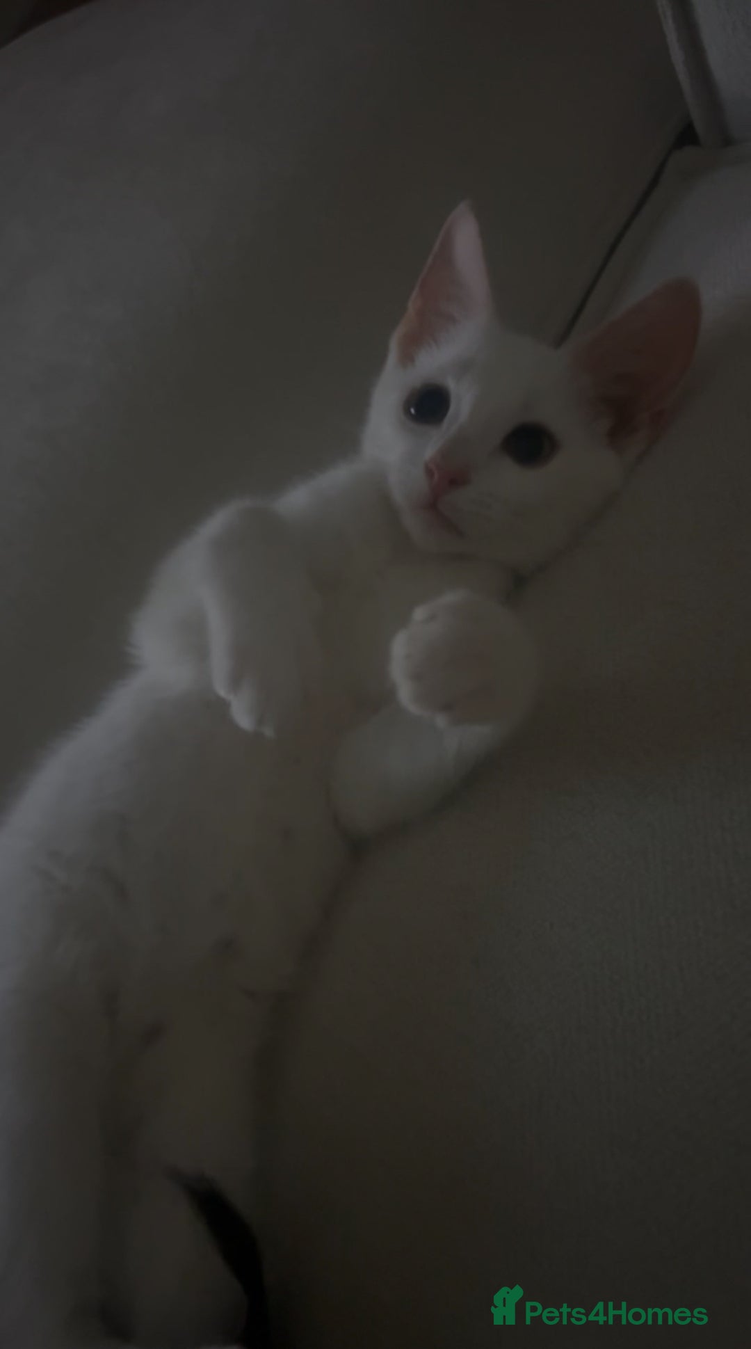 American Shorthair cats for sale: Prince  - Image 2