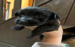 Skye Terrier dogs for sale: Skye terrier puppies lovely chunky rare breed pups - Image 31