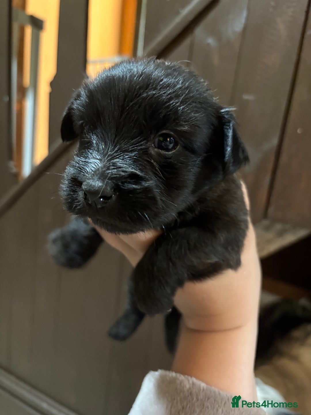 Skye Terrier dogs for sale: Skye terrier puppies lovely chunky rare breed pups - Image 31