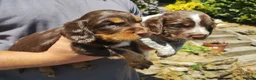 Cocker Spaniel dogs for sale: Cocker Spaniel Puppies  - Advert 22