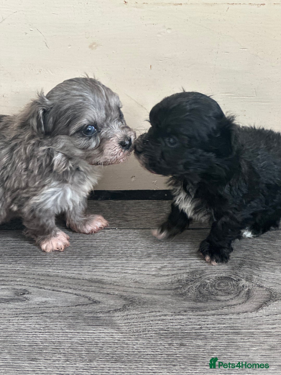 Maltipoo dogs for sale: F1 Toy Maltipoos - Advert 22