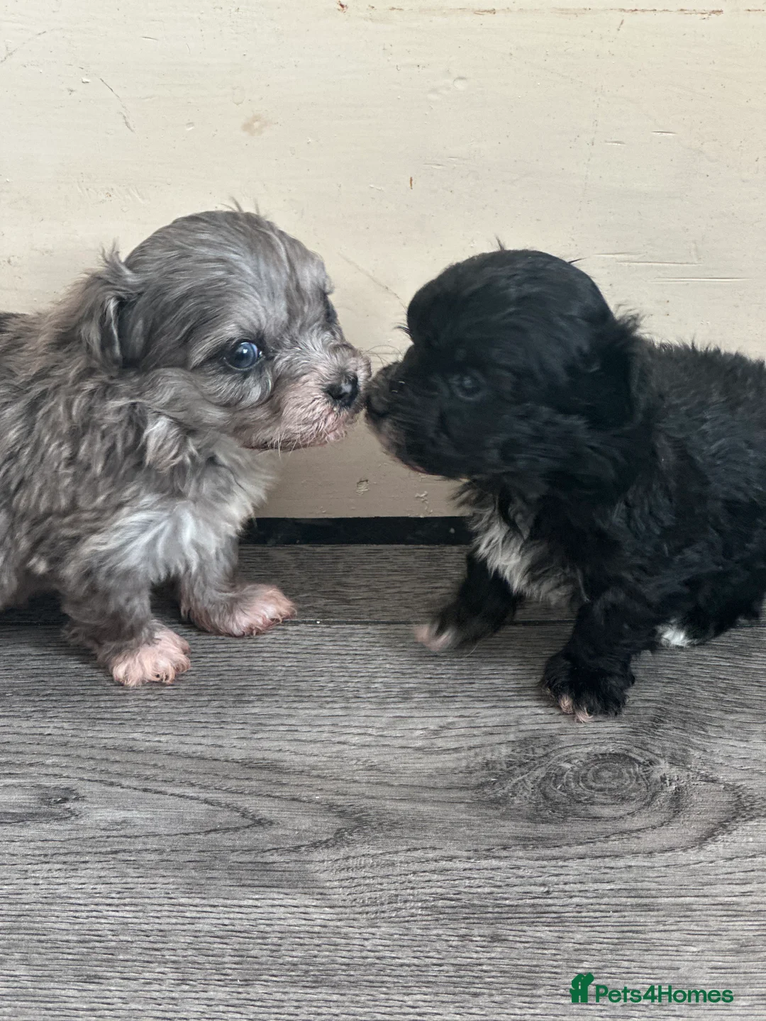 Maltipoo dogs for sale: F1 Toy Maltipoos - Advert 24