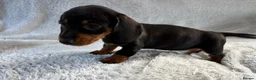 Miniature Dachshund dogs for sale: Miniature dachshund  - Advert 7