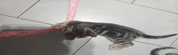 Mixed Breed cats for sale: Available Now! 2 Kittens tabby stripe tuxedo cats  - Advert 16