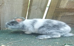Dwarf Lop rabbits for sale: Dwarf Lops Bunnies rabbits - Image 2