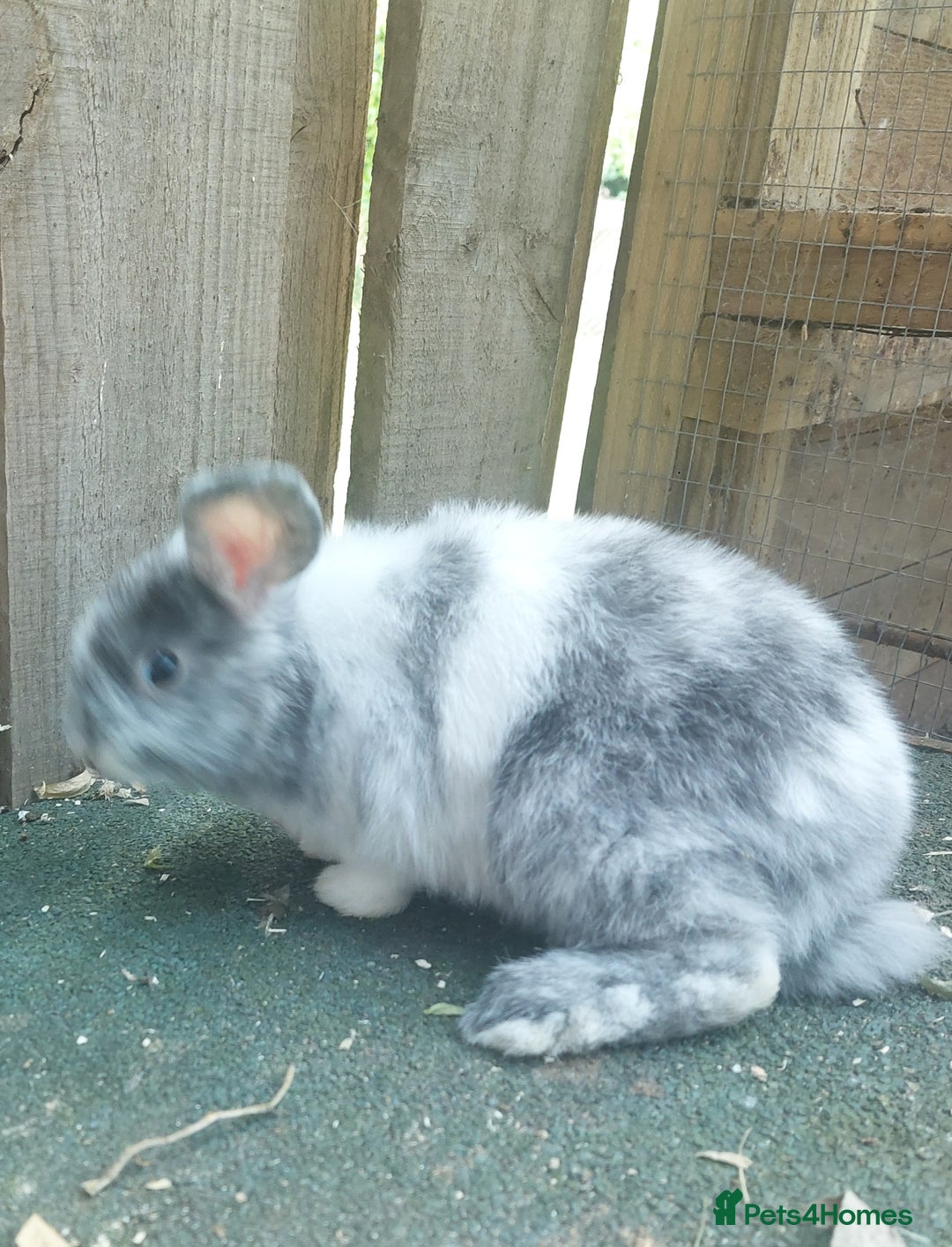 Dwarf Lop rabbits for sale: Dwarf Lops Bunnies rabbits - Image 2