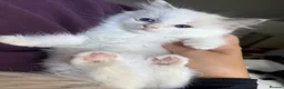 Ragdoll cats for sale: Beautiful RagDoll Kittens  - Advert 3