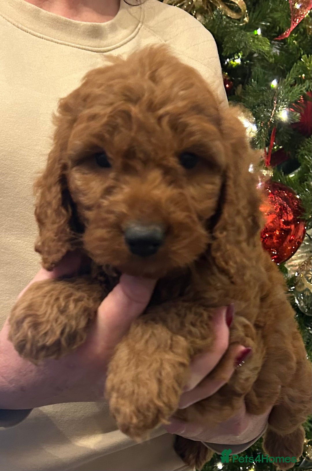 Cockapoo dogs for sale: 🐕‍🦺🐶ADORABLE COCKAPOO 🐶 🐕‍🦺 - Advert 23