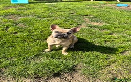 French Bulldog dogs for sale: Female French bulldog  - Image 4