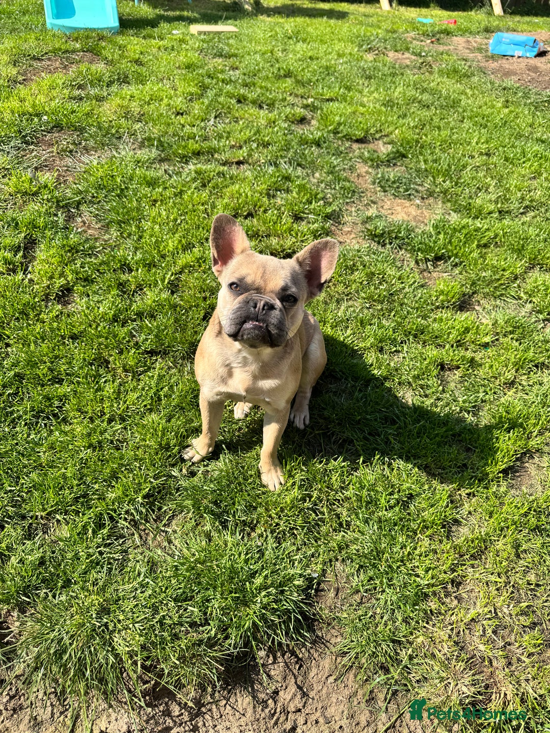 French Bulldog dogs for sale: Female French bulldog  - Image 4