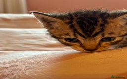 Mixed Breed cats for sale: Beautiful happy kittens ready for forever homes - Image 7