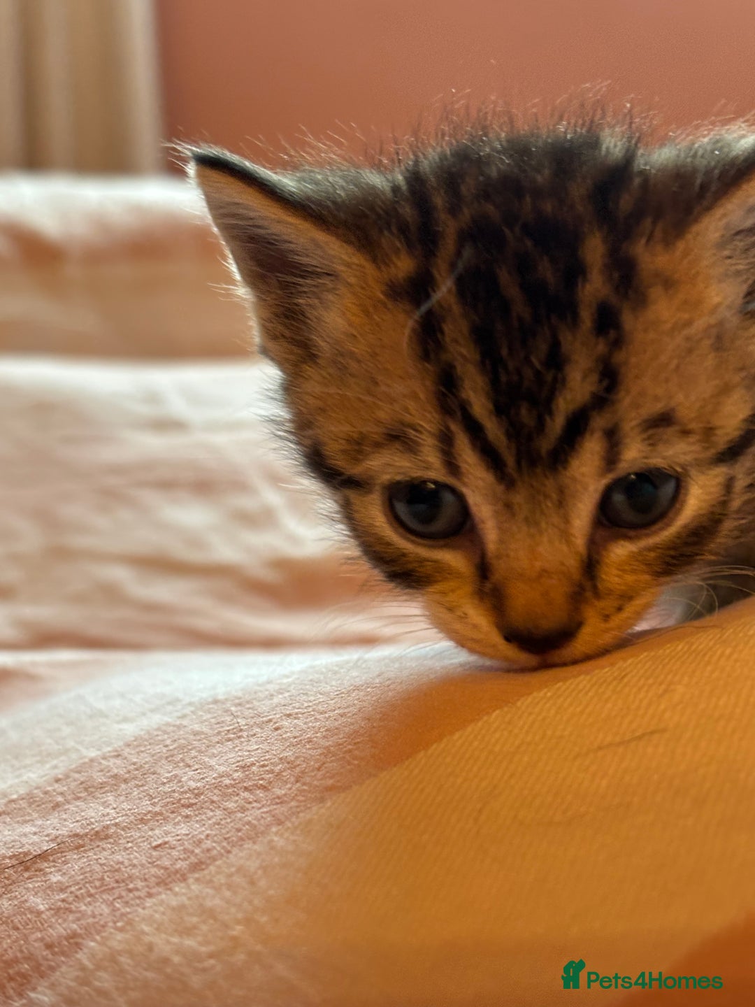 Mixed Breed cats for sale: Beautiful happy kittens ready for forever homes - Image 7