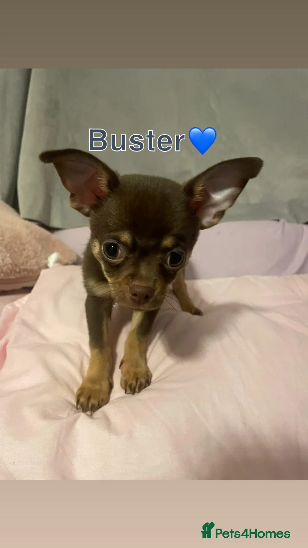 Chihuahua dogs for sale: Chihuahua Puppies  - Advert 10