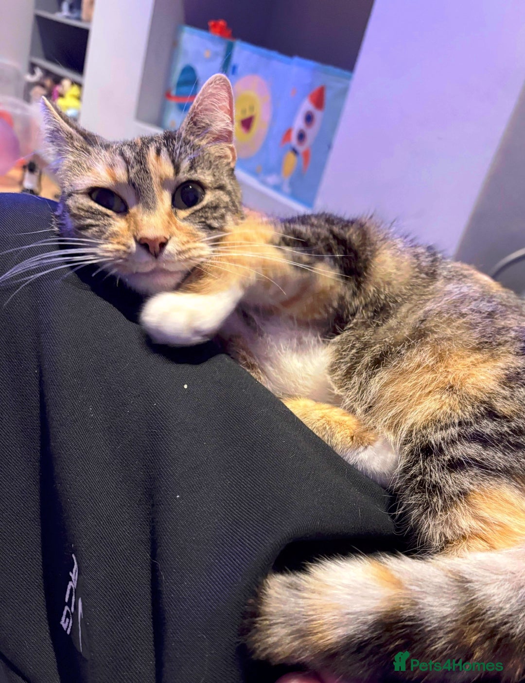 Domestic Shorthair cats for sale: 4.5 year old calico girl  - Advert 2