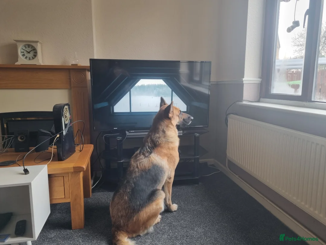 German Shepherd dogs for stud: Stud required - Advert 8