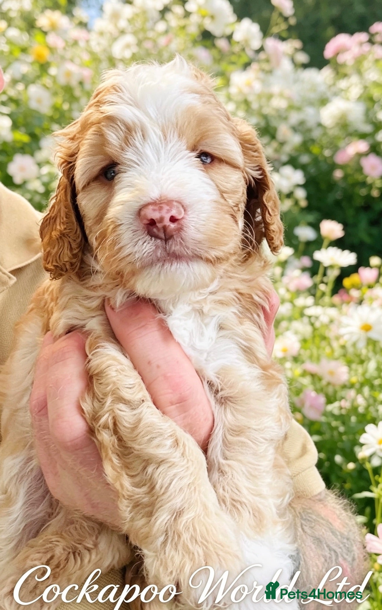 Cockapoo dogs ❤️DNA CLEAR, Last  Adorable Apricot Cockapoo Boy - Advert 9