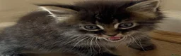 Mixed Breed cats for sale: Beautiful Male Maine Coon Mix Kitten - Advert 2