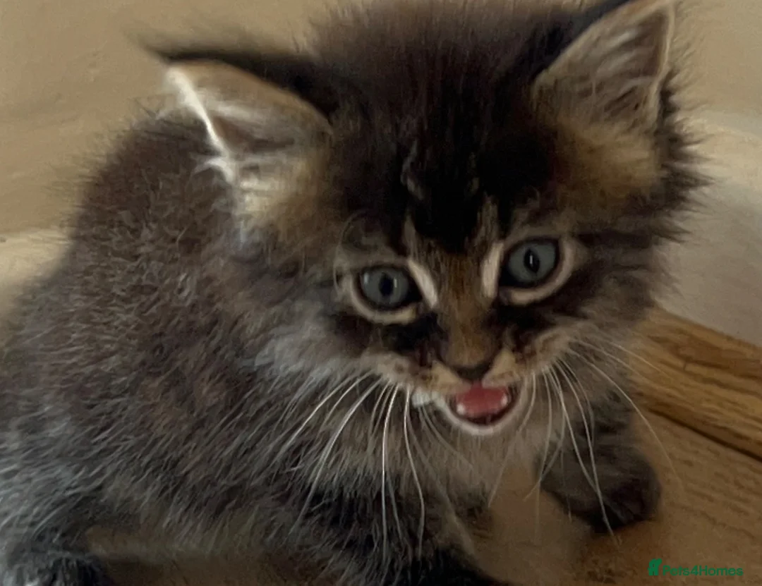 Mixed Breed cats for sale: Beautiful Male Maine Coon Mix Kitten - Advert 2