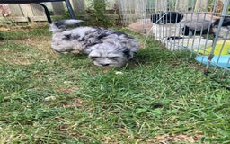Shihpoo dogs for sale: Adorable F1 ShihPoo puppies in Faversham - Image 5