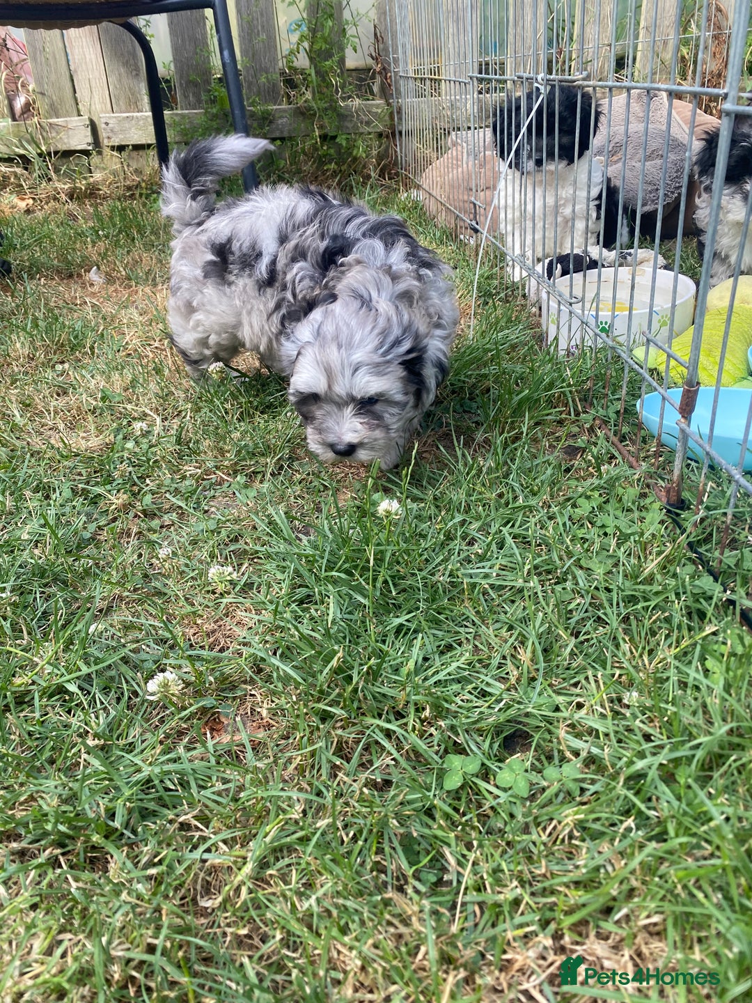 Shihpoo dogs for sale: Adorable F1 ShihPoo puppies in Faversham - Image 5