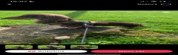 Miniature Dachshund dogs for stud: Long haired Kaneishan daschund stud  - Advert 14