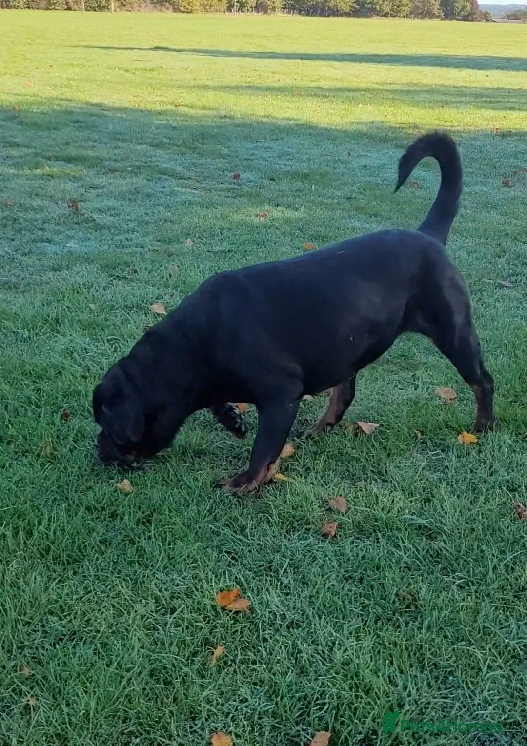 Rottweiler dogs for sale: GIANT ROTTWEILER PUP. PICK OF LITTER FEMALE - Advert 18