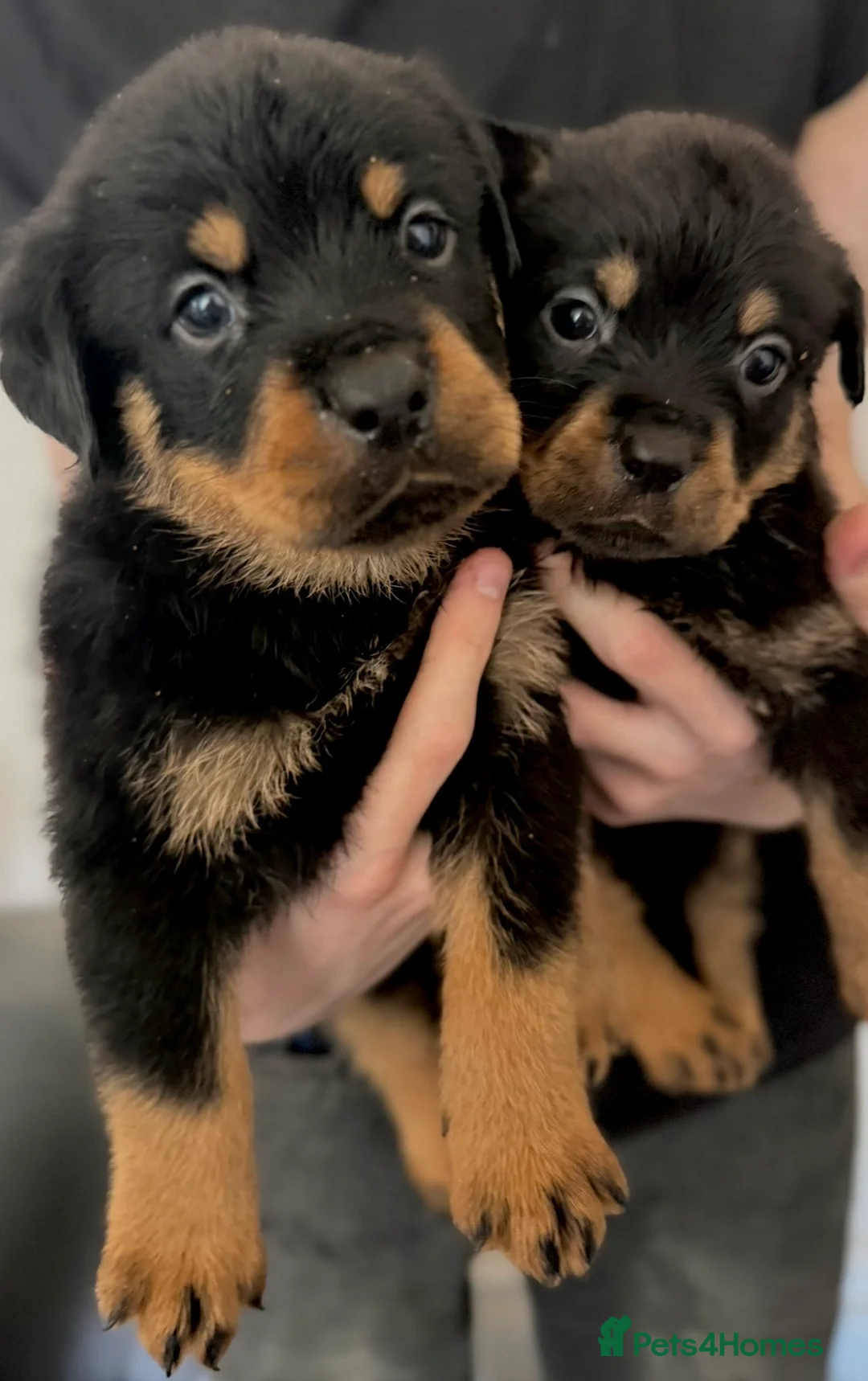 Rottweiler dogs for sale: Only 4 Beautiful Rottweiler Pups Ready in 2 weeks  - Advert 2