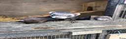 Ferret rodents for sale: Ferret kits, mixed colours  - Advert 10