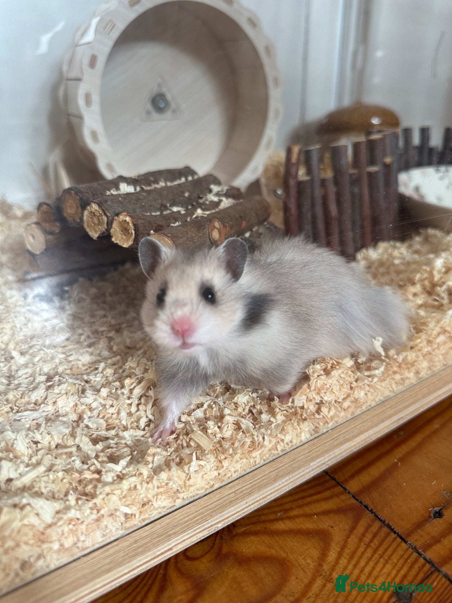 Hamster rodents Beautiful grey hamster  - Advert 1