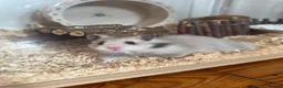 Hamster rodents for sale: Beautiful grey hamster  in Bewdley - Advert 1