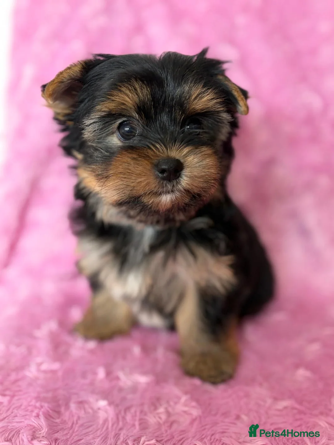 Yorkshire Terrier dogs for sale: Beautiful Yorkshire terrier pups🩵🩷 - Advert 2