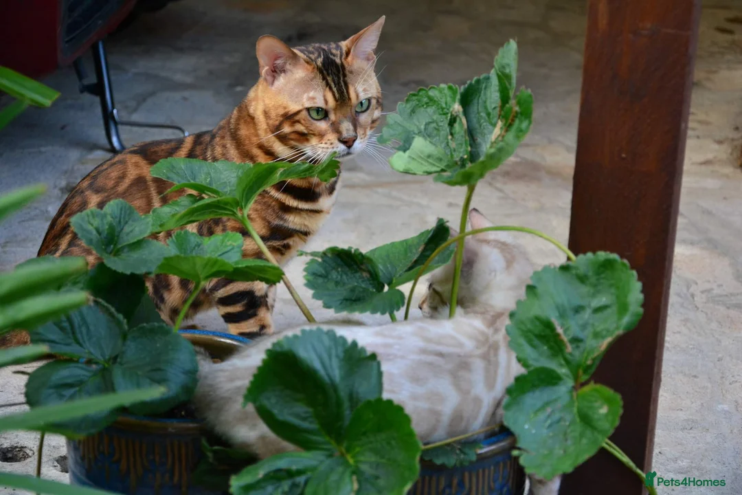 Bengal cats for stud: Impressive Stud Bengal TICA WCF reg in Harlow - Advert 20