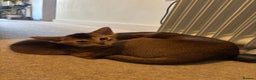 Abyssinian cats for sale: Beautiful Ruddy Abyssinian Kitten - Advert 4