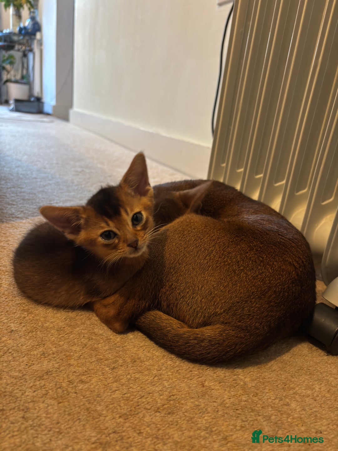 Abyssinian cats for sale: Beautiful Ruddy Abyssinian Kitten - Advert 4