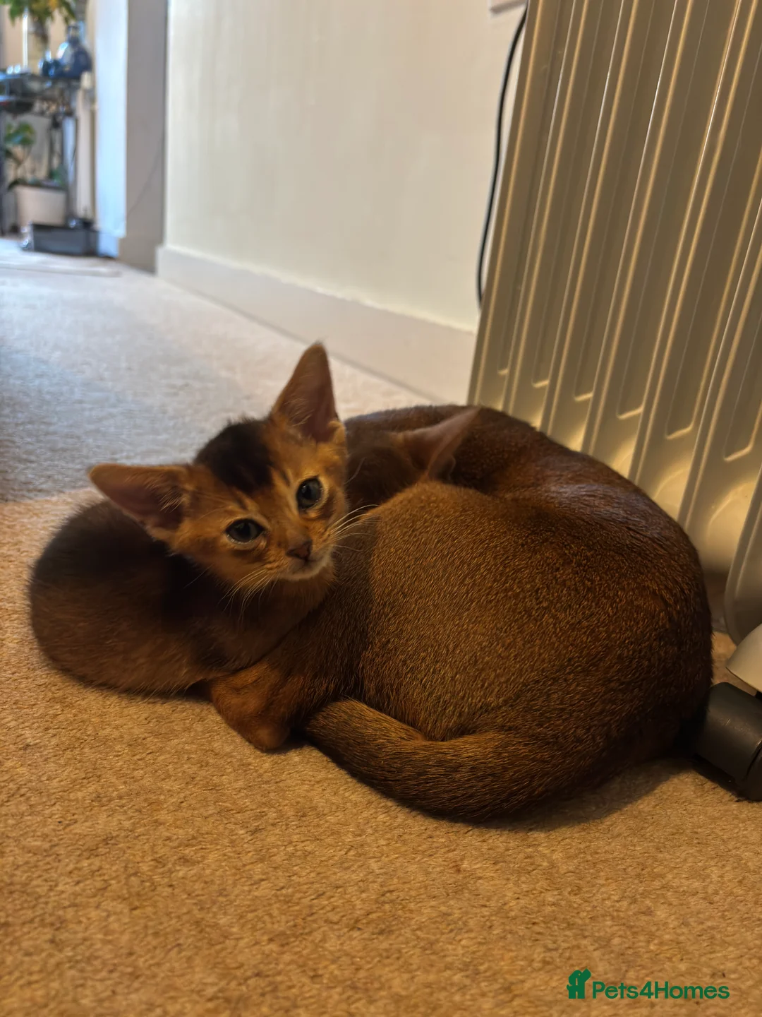Abyssinian cats for sale: Beautiful Ruddy Abyssinian Kitten - Advert 4