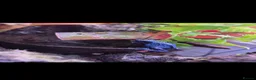 Frog reptiles for sale: Dendrobates tinctorius + full set up in Sheffield - Advert 10