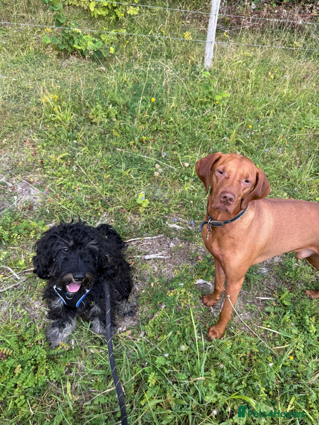Cockapoo dogs for sale: Puppy need loving home  - Image 4