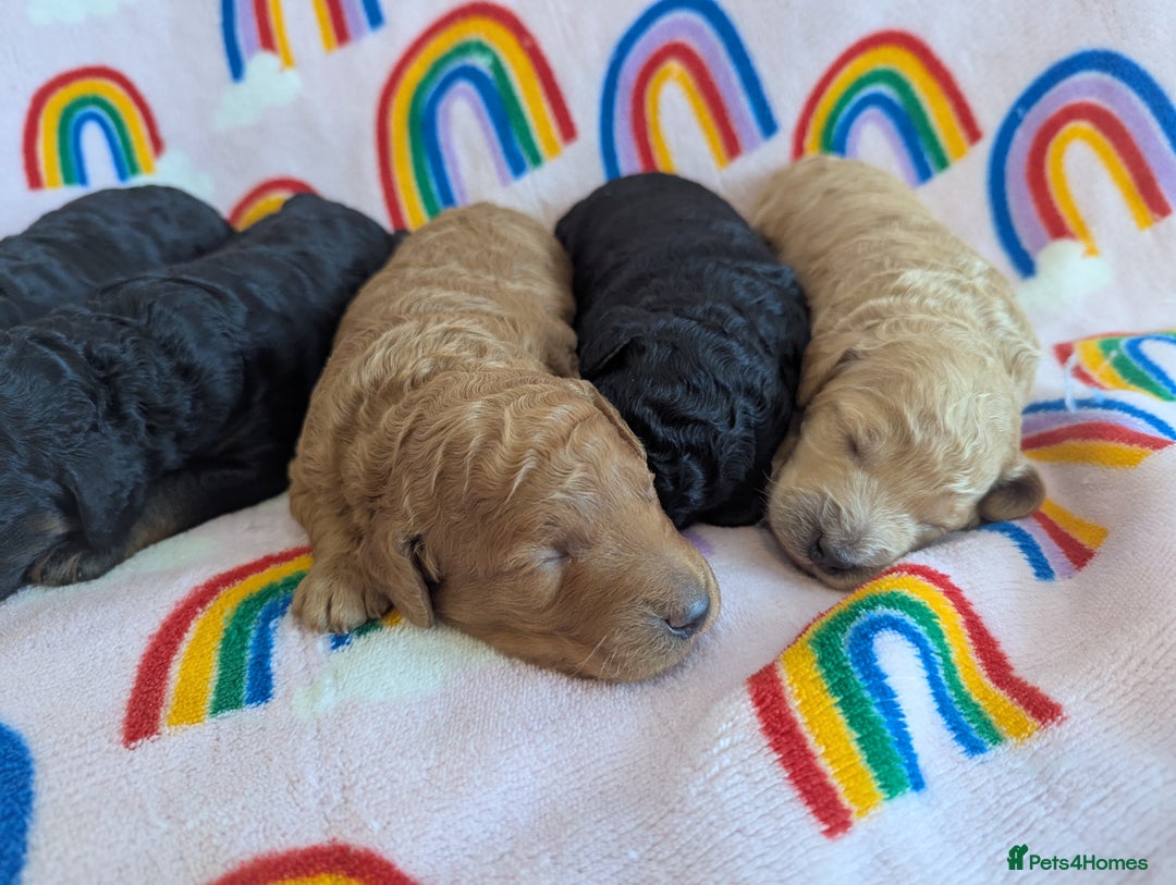 Miniature Poodle dogs for sale: Stunning Red & Phantom Miniature/Moyen Poodles - Image 5
