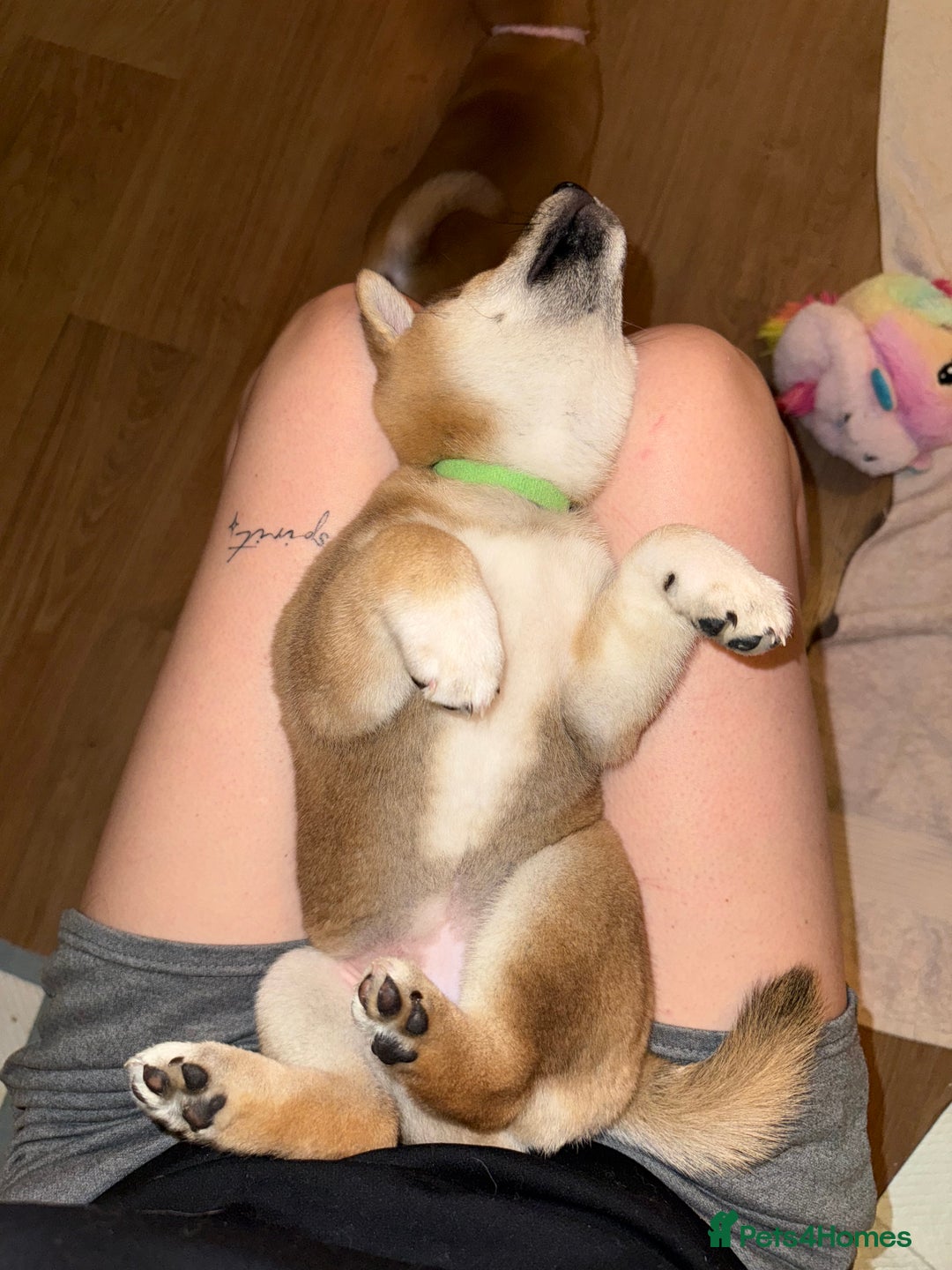 Japanese Shiba Inu dogs for sale: Japanese Shiba Inu 🇯🇵🩷 - Advert 3