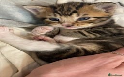 Mixed Breed cats for sale: BengalXTabby kittens LAST BOY LEFT NOW - Image 13