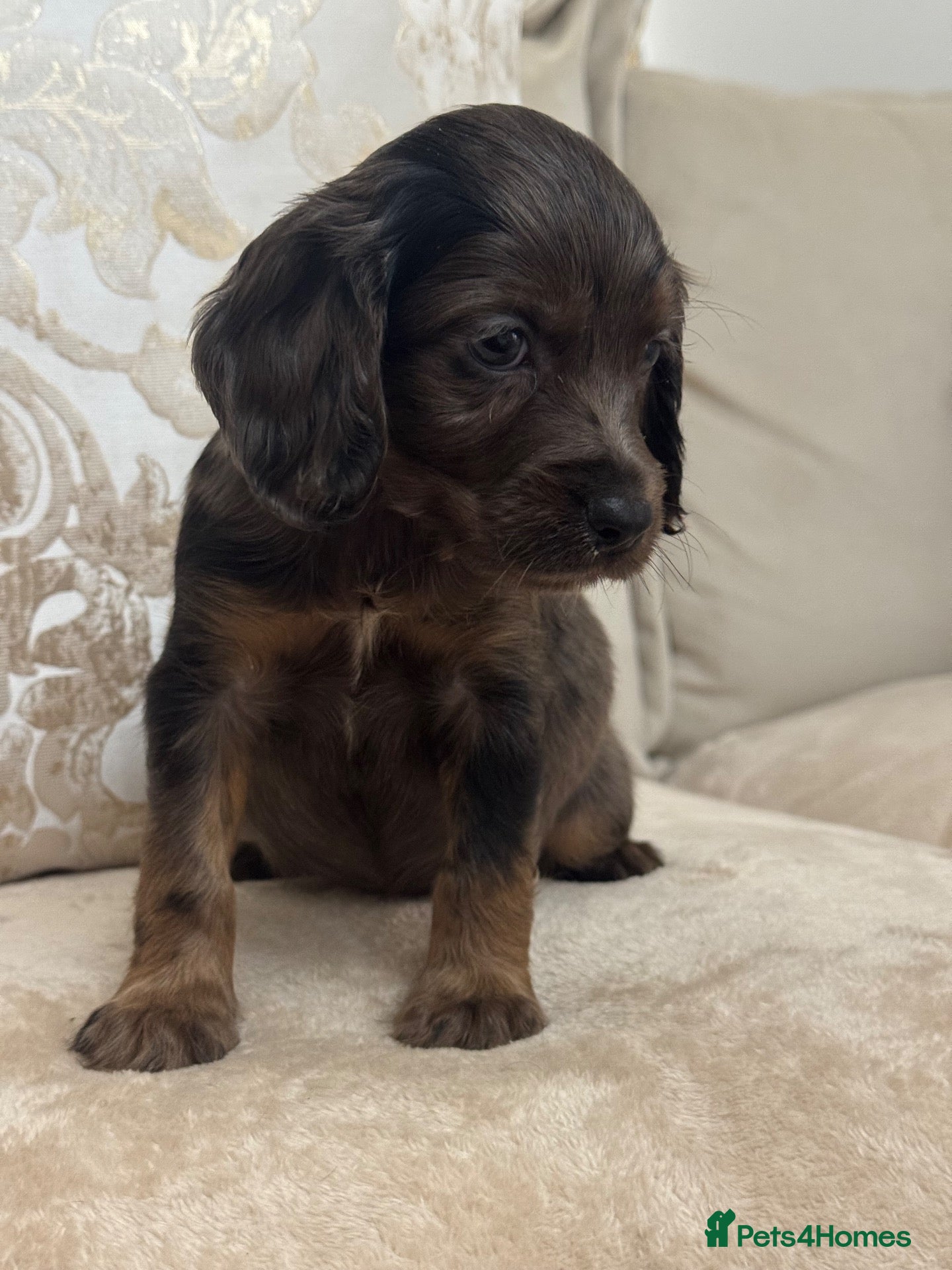 Cocker Spaniel dogs Working cocker spaniel puppies - Advert 1