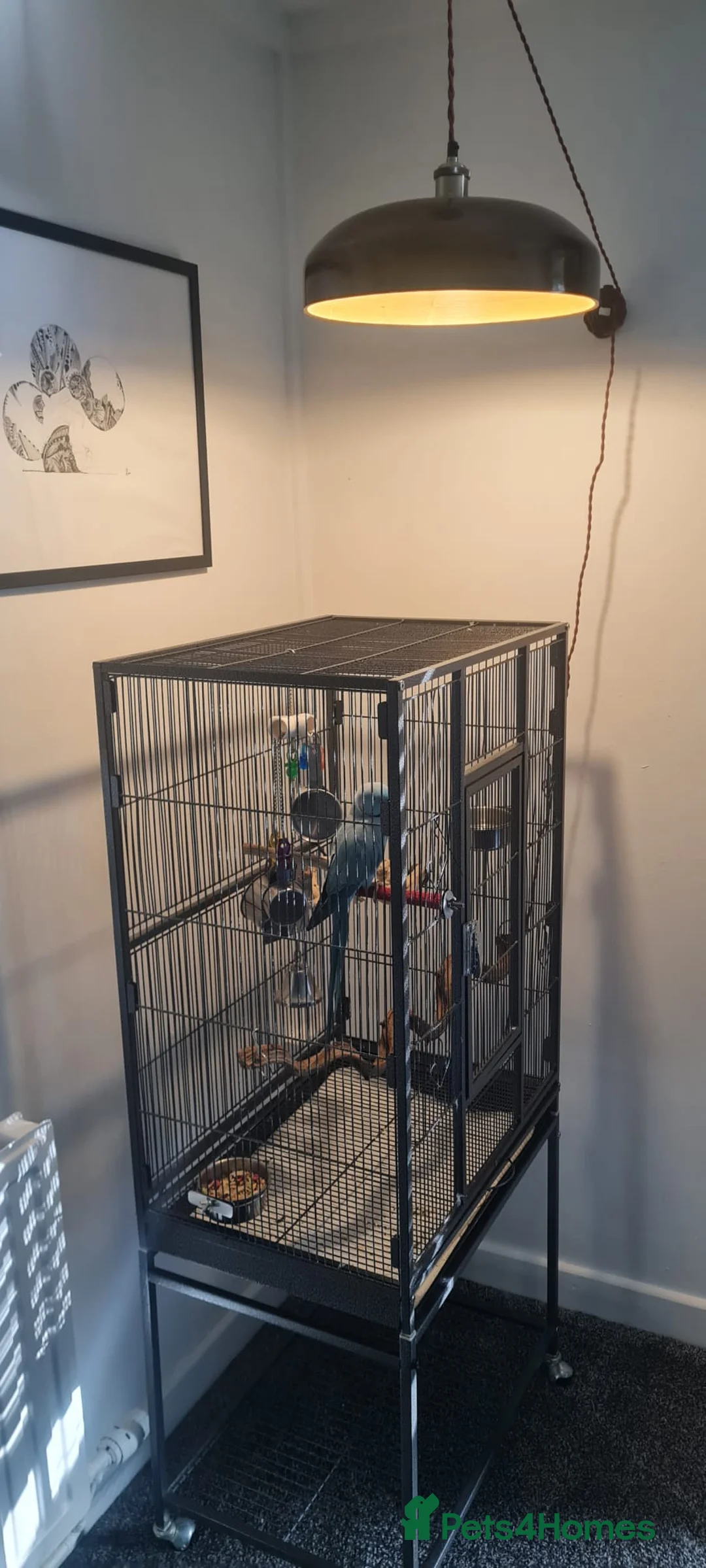 Parakeets birds for sale: Blue Male Indian Ringneck Parakeet in Swansea - Advert 3