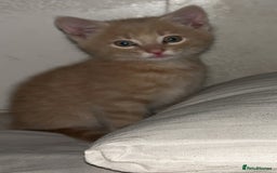 Domestic Shorthair cats for sale: Blonde/beige light ginger tabby kitten male - Image 5