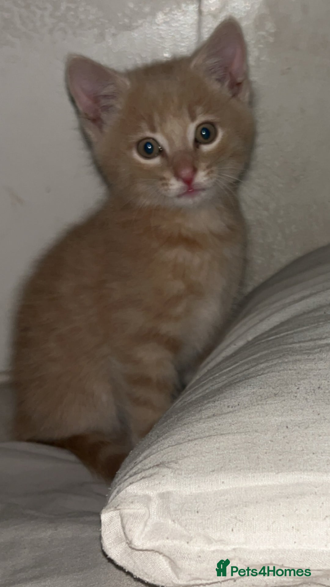 Domestic Shorthair cats for sale: Blonde/beige light ginger tabby kitten male - Image 5