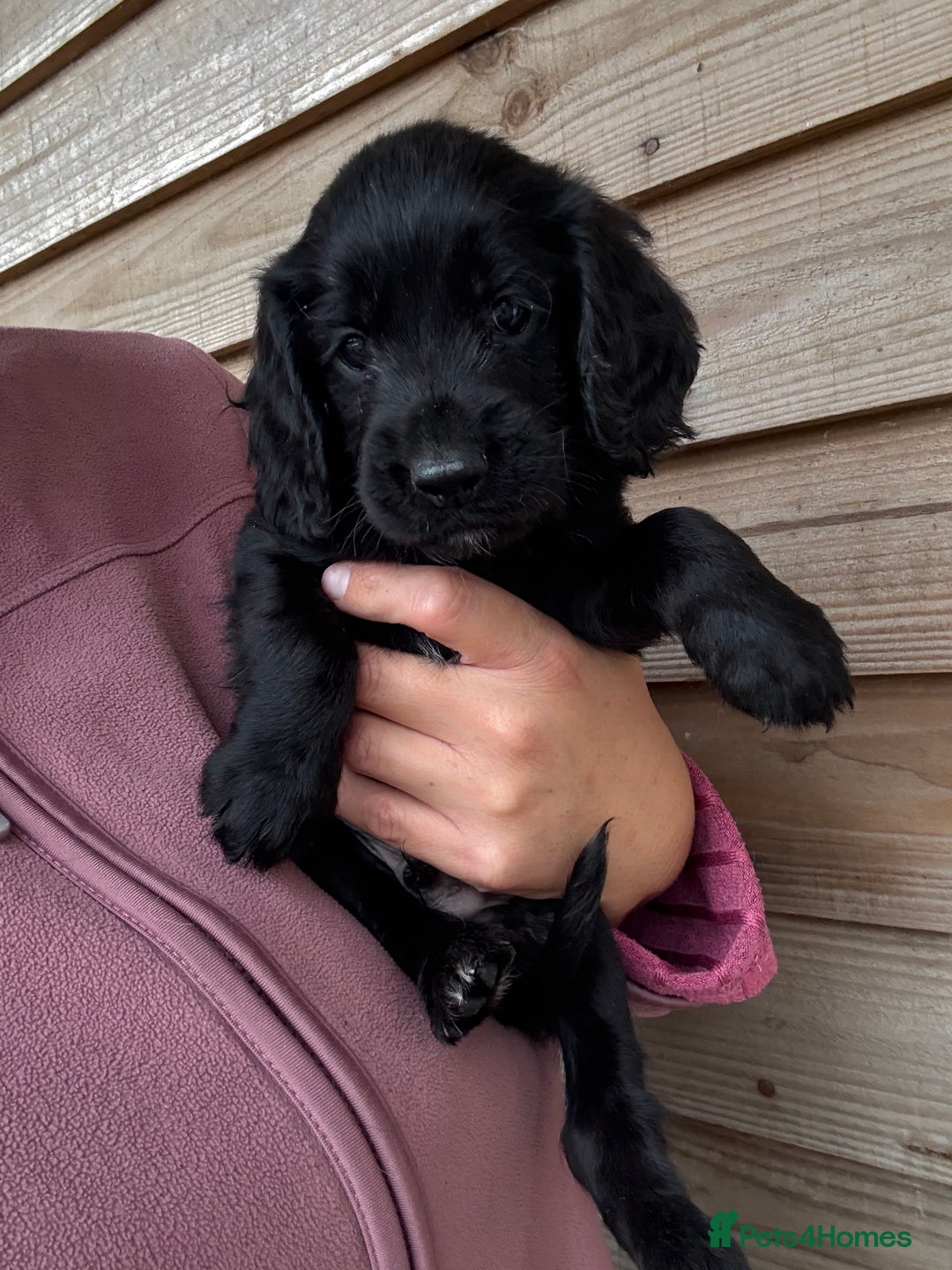 Sprocker dogs for sale: Sprocker spaniel puppy’s for sale  - Image 9